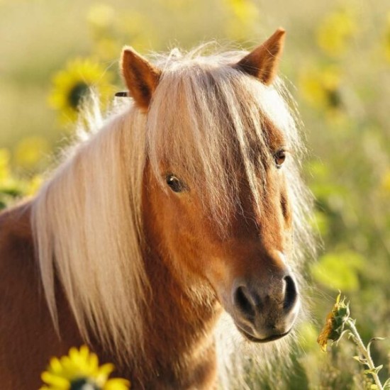 Schattige Pony's (3 X 49)